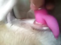 Pit Vibrations Gaybeast Rip - Bestiality Sex Video
