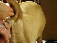 Pitbull Anal 4 Gaybeast Rip - Beastiality Sex Movie