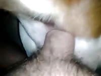 Pitbull Anal Gay Beast Com - Beastiality Porn