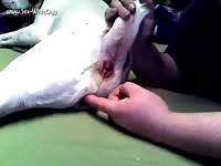 Pitbull Lust Gets Fingered Furrylupus Furrylupus Fingers The Pit