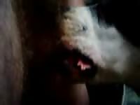 Pitbull Lust Gives A Pro Blowjob Cumshot Good Angle Gaybeast Rip - Zoo Xxx Sex