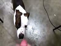Pitbull Facial 2 Gaybeast Rip - Bestiality Sex Video
