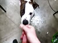 Pitbull Waiting For Cum Gaybeast.Com - Bestiality Porn