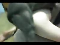 Pitts Big Knot In My Hole Gaybeast.Com - Bestiality Sex Video