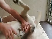 Play Time With Male Lab Friend Gaybeast - Animal Porn Video