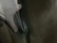 Play With Mares Part Ii Gaybeast Rip - Beastiality XXX Sex Video