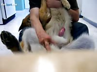 Playing With Dog