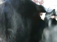Playing With Horse Toys Gay Beast Com - Beastiality Porn Video