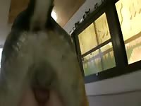 Pleasing With Big Dog Gaybeast - Beastiality Sex Tube