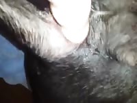 Plug And Play Gay Beast Com - Beastiality Sex