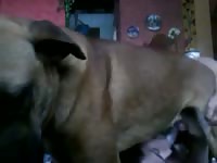 Por Detras Al Perro1 Gay Beast Com - Zoo Xxx Porn Tube