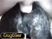 Pounding The Akita Gaybeast.Com - Bestiality Porn Tube