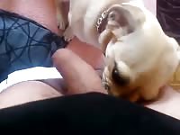 Puppy Licks 1 Gaybeast - Bestiality Porn Video
