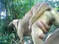 Pusy Dog Gaybeast.Com - Beastiality Porn Video