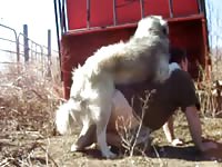 Pyrenees Mount And Tie Gaybeast - Beastiality XXX Porn Tube