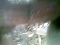 Rica Mula Gaybeast Rip - Animal Porn Tube