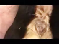 Rottie Loves Anal Gaybeast.Com - Beastiality Porn Tube