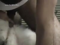 Satisfying Daisy Goodpuppy German Shepherd Daisy