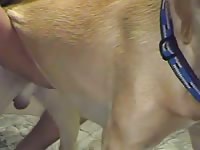 Sex Dog 1 Gaybeast.Com - Bestiality Sex Video