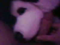 Sex With Two Plush Huskies Gaybeast - Animal Porn Video