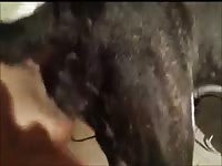 Sexy Dog Gets Fucked And Creamed Gaybeast - Beastiality Sex Movie