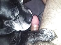 She Like It 2 Gay Beast Com - Beastiality Sex Porn