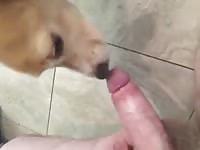 She Loves Cock And Peanut Butter Gaybeast.Com - Beastiality Sex Movie