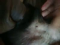 Sheath Fucking Gaybeast Rip - Beastiality XXX Porn
