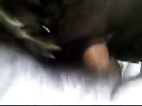 Sheep Fuck 1 Gay Beast Com - Animal Sex Video