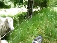 Sheep Licking Feet Gaybeast.Com - Beastiality Sex Porn Tube
