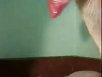 Shepard Cums Into Bowl And Licks It Out Gaybeast - Beastiality Sex Movie
