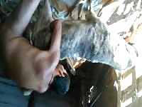 Short Clip Man Fuck Dog