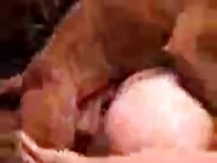 Sideview Gay Beast Com - Bestiality Sex Video