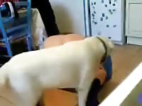 Slave For My Dog Gaybeast Rip - Bestiality Porn Video