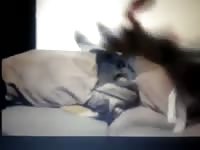 Small Dog Fucked In The Ass By Younger Guy Gaybeast.Com - Beastiality Porn Movie