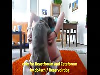 Small Terrier Fucks Gay