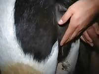 Some Mare Lovin Gay Beast Com - Bestiality Porn Video