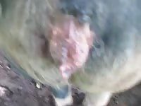 Sow 2 Gaybeast Rip - Bestiality Porn Video