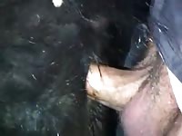 Horse Anal Cum Inside Gaybeast.Com - Beastiality Porn