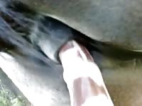Horse Anal Dildo 1 Gay Beast Com - Beastiality Sex Movie