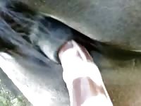 Horse Anal With Chance Dildo Gaybeast - Bestiality Porn