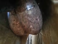 Horse Ball Massage Gaybeast.Com - Bestiality Porn Video
