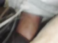 Horse Cumfart Gaybeast Rip - Bestiality Sex Video