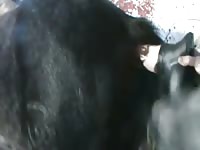Horse Gets Horse Dildo Gaybeast - Beastiality Sex Porn Video