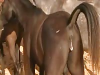 Horse Gets Lade Gaybeast - Beastiality Porn Video