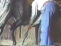 Horse Semen Collection