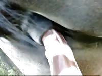 Horse Takes Horsecock Toy Gaybeast.Com - Bestiality Porn Movie