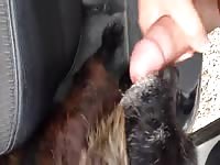 Stray Dog Licking My Dick Cumshot Gay Beast Com - Beastiality Sex