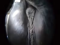 Stroking The Pony Gaybeast - Beastiality Sex Video