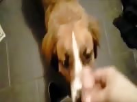 Suck My Dick Part 1 Gaybeast - Bestiality Porn Tube